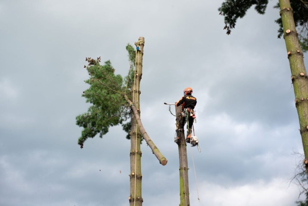 Arborist man with harness cutting a tree, climbing. Copy space.