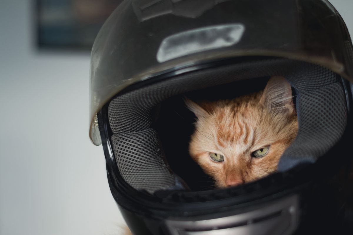 How to Buy a Motorcycle Helmet: A Beginner’s Guide to Choose Your Safety Headgear.