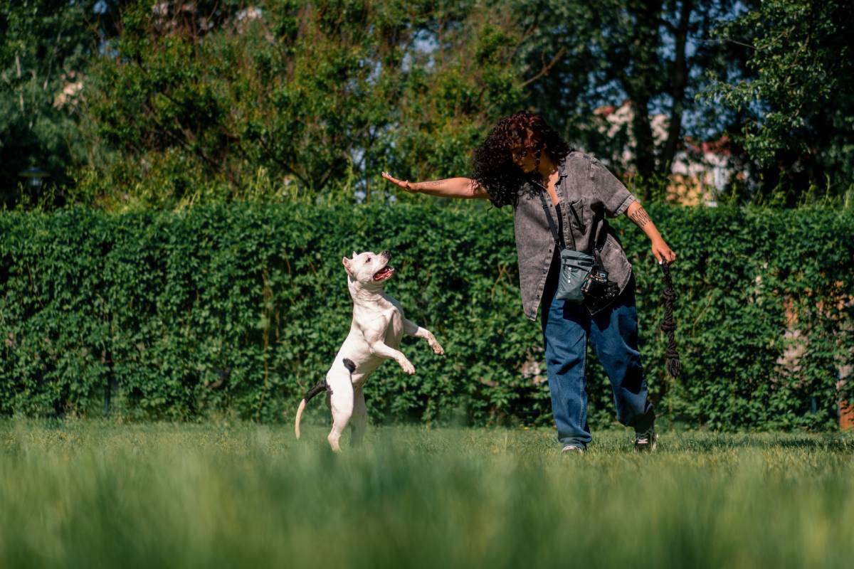 a young curly girl plays with a white dog of a large pit bull breed in the park picks up a toy the dog jumps after her in air