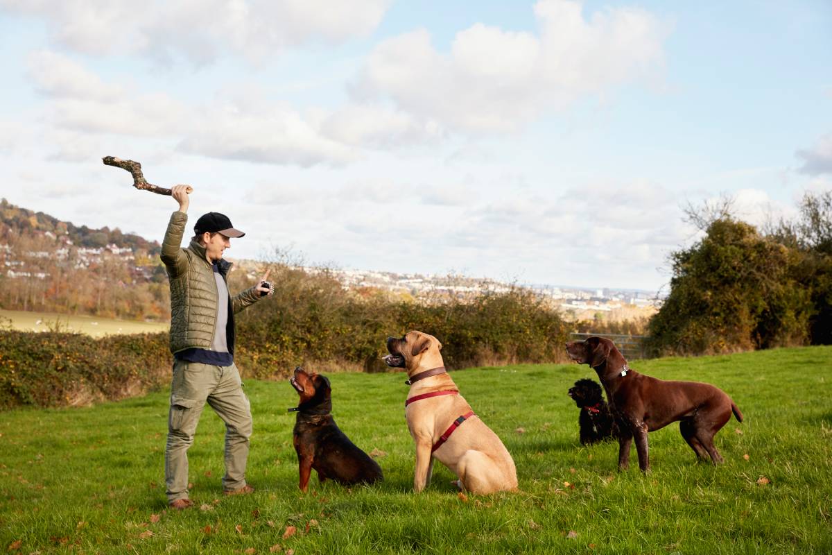 Dog walker, a man with his arm raised to throw a stick for three dogs.