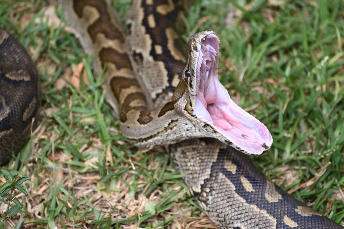 A closeup picture of a Southern African Rock Python yawning, opening her mouth, at Kalimba Reptile Farm in Lusaka, Zambia.