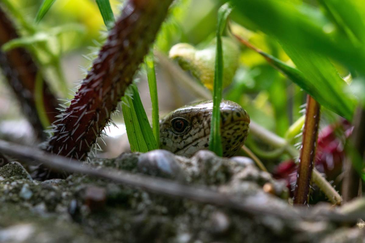 A closeup shot of a snake among lush foliage on the ground