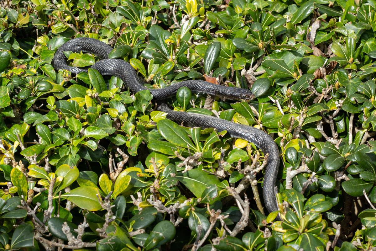 A large snake is winding its way through a garden of lush green shrubs and bushes