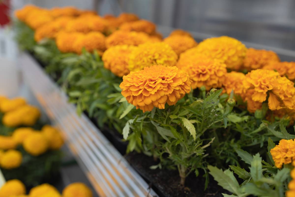Orange tagetis flowers in greenhouse