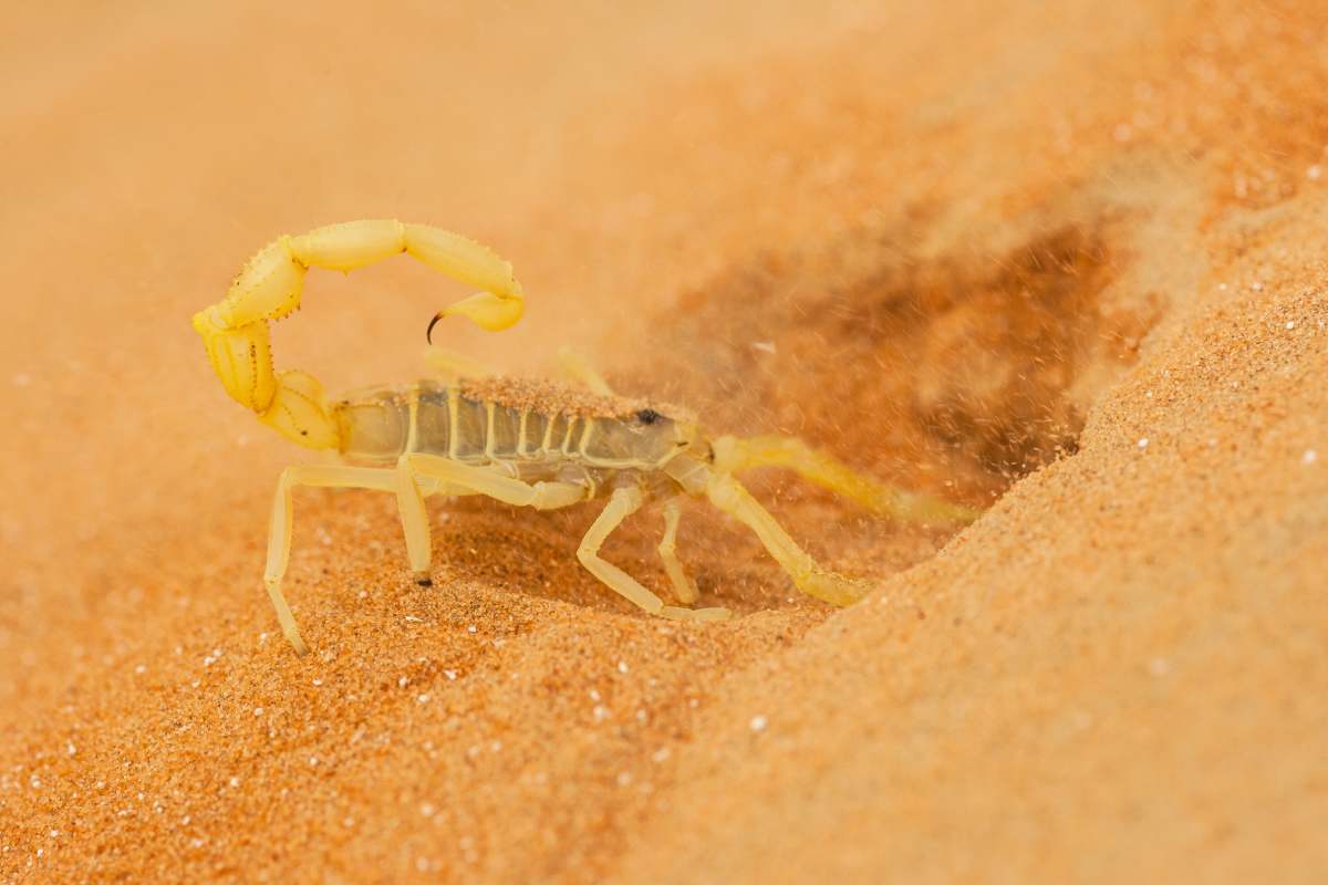 A highly venomous Arabian scorpion, Apistobuthus pterygocerus, digging a burrow in a sand dune in the Empty Quarter Desert.