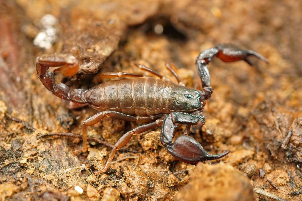 A close-up shot of the Western Forest scorpion, Uroctonus mordax found under a stone in North California.