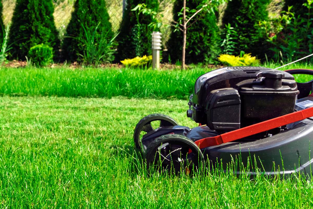 At first glance, the second option might seem cheaper and less effort. After all, grass is just grass, right? Well, not quite. Why? Read this