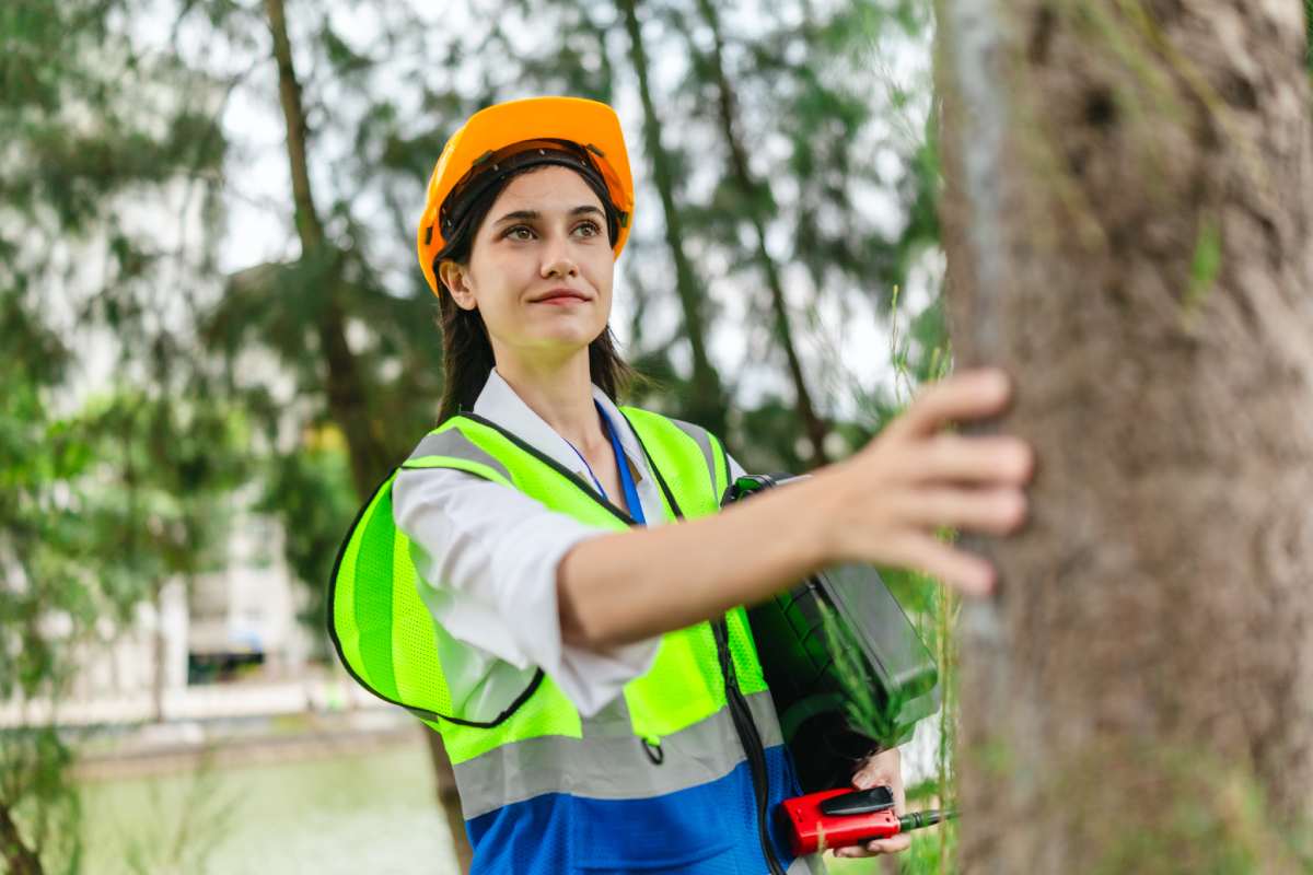 Female environmental engineer conducts field survey in pine forest, measuring, documenting tree diameter for carbon credit verification. Climate action, green forestry, ecological conservation efforts